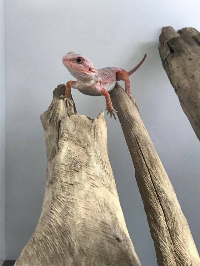 funnyanimals129_029