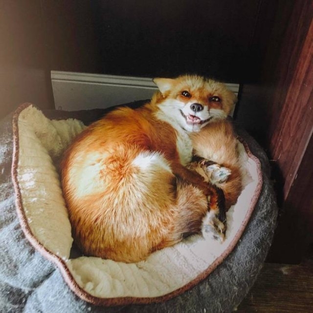 funnyanimals129_030