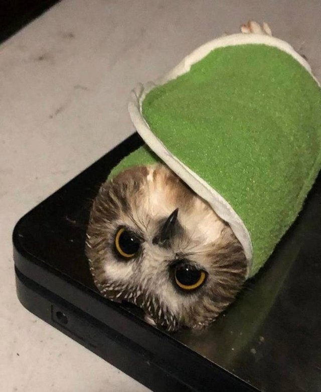 funnyanimals129_031