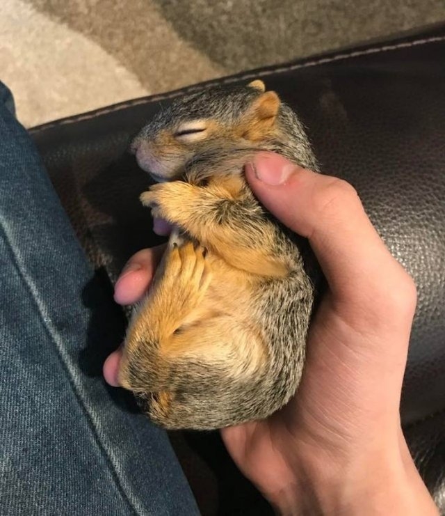 funnyanimals129_032