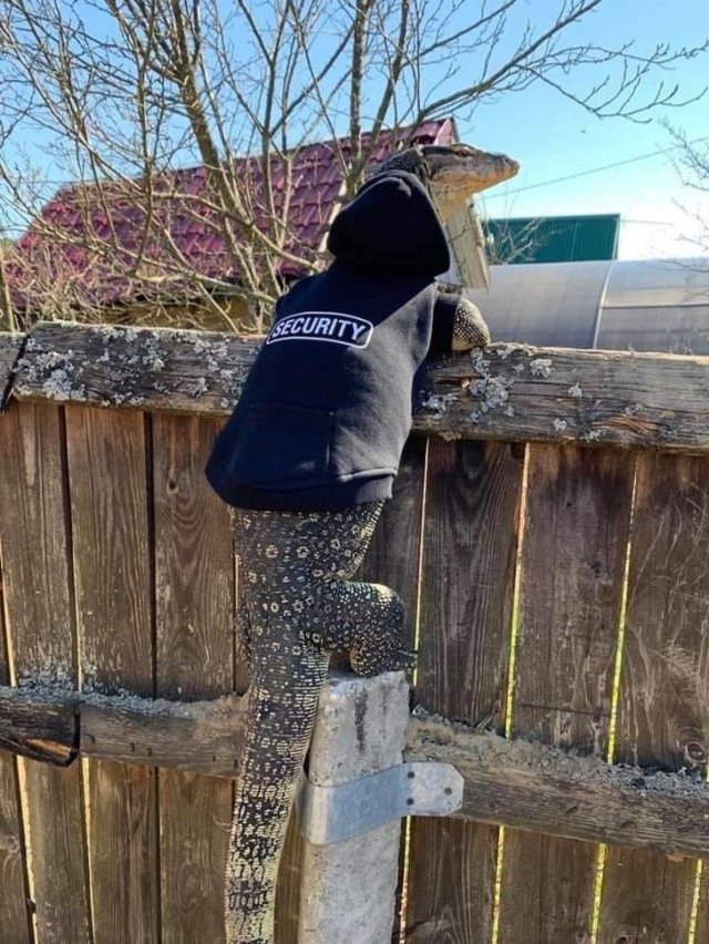 funnyanimals129_034