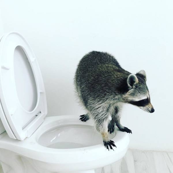 funnyanimals129_035