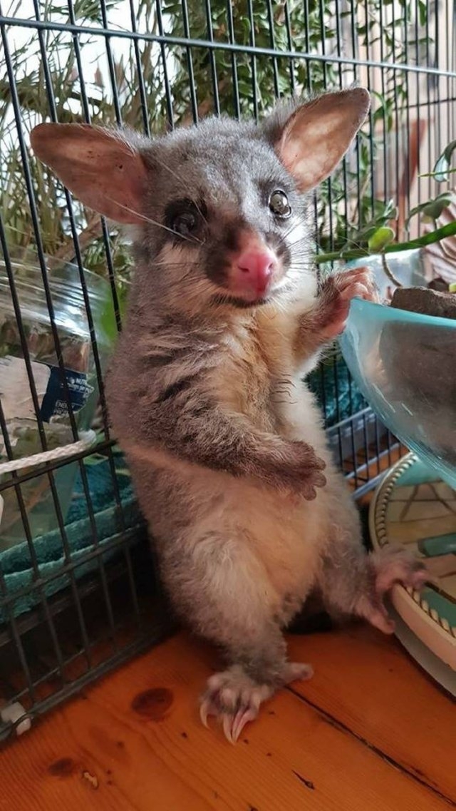 funnyanimals129_036