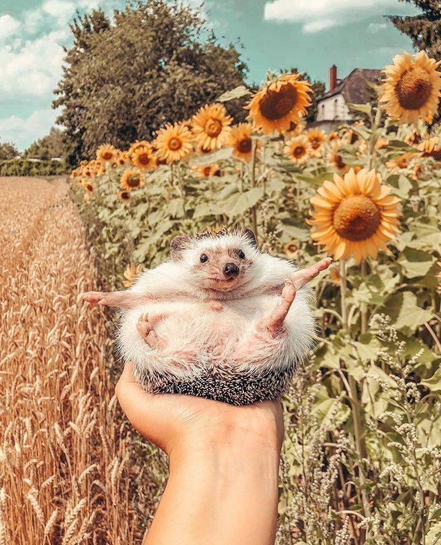 funnyanimals129_037