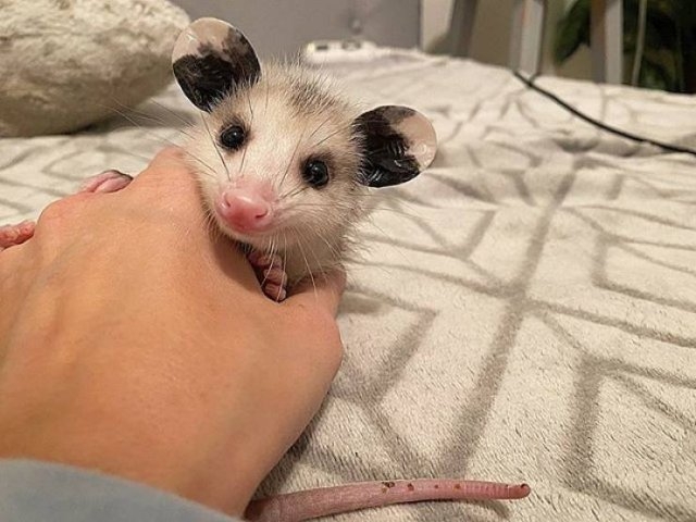 funnyanimals129_039
