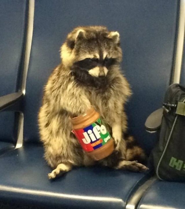 funnyanimals129_040