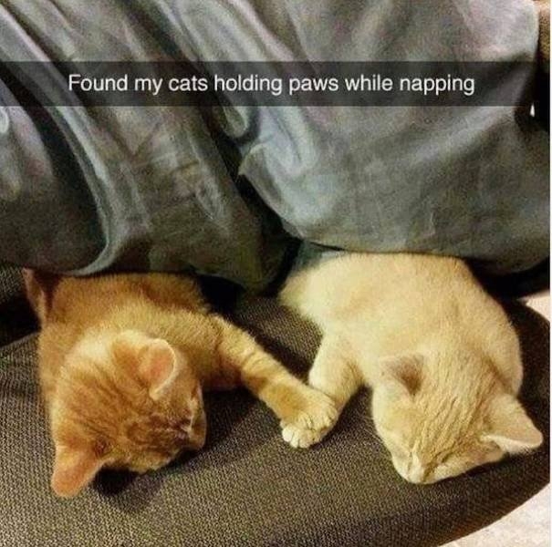 funnyanimals133_038