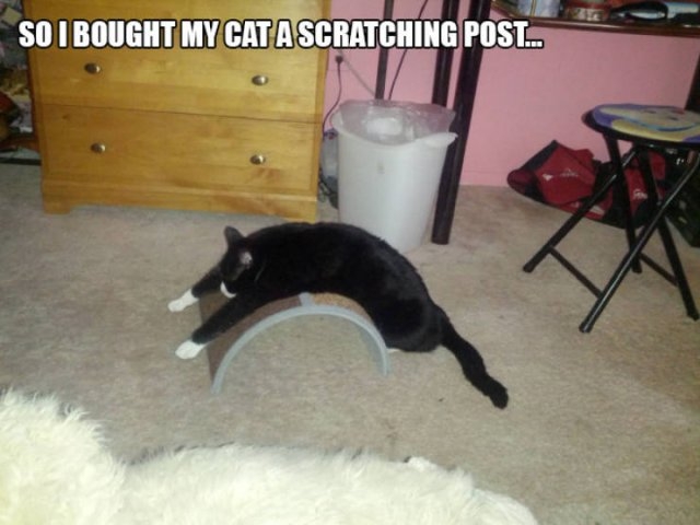 funnycats53_036