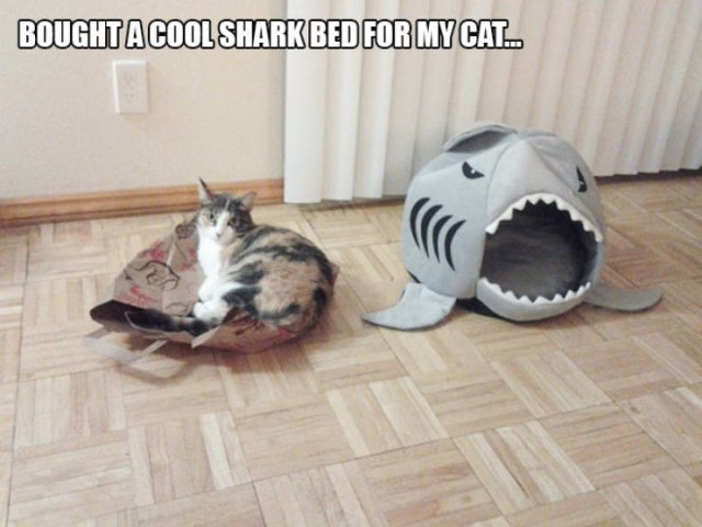 funnycats54_010