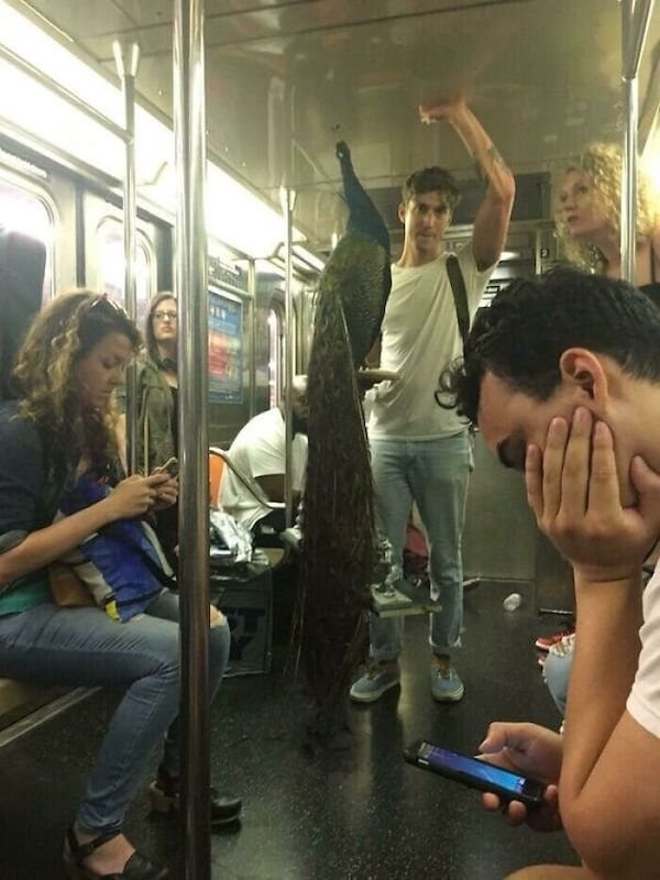 funnysubway29_001