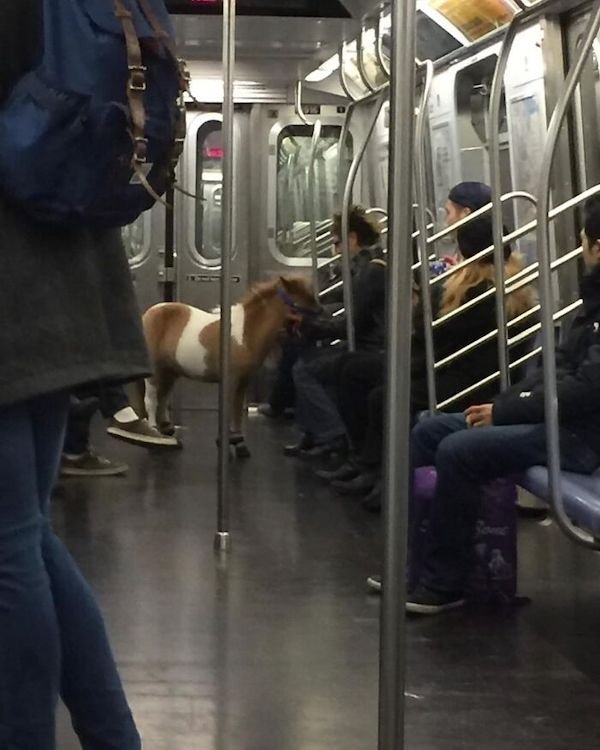 funnysubway29_013
