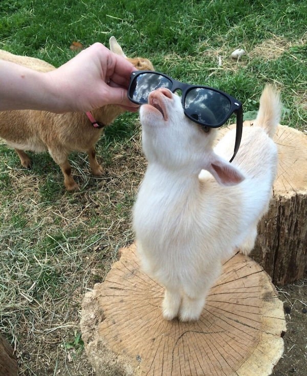 girlswithglasses25_038