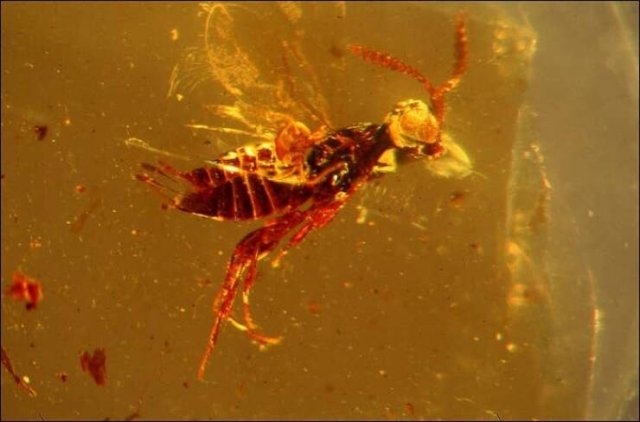 interestingfacts80_004