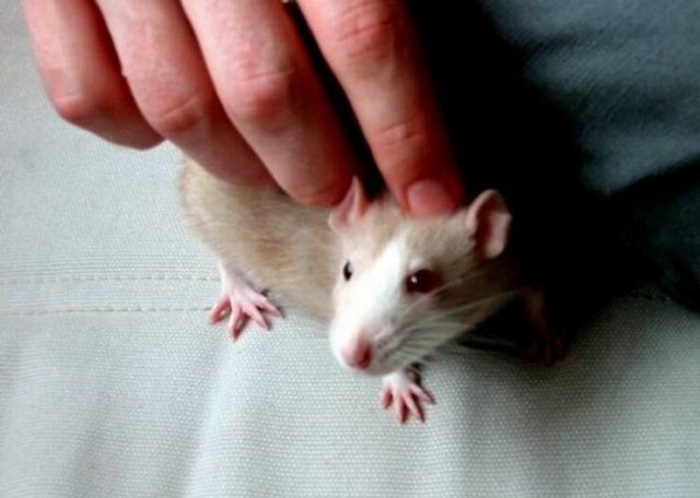 interestingfacts81_013