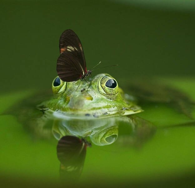 interestingfacts81_017