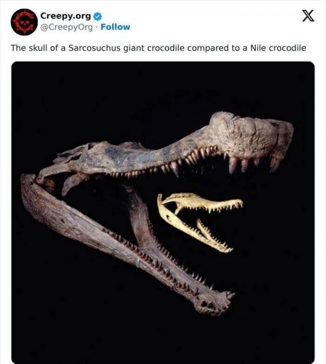 interestingfacts82_007