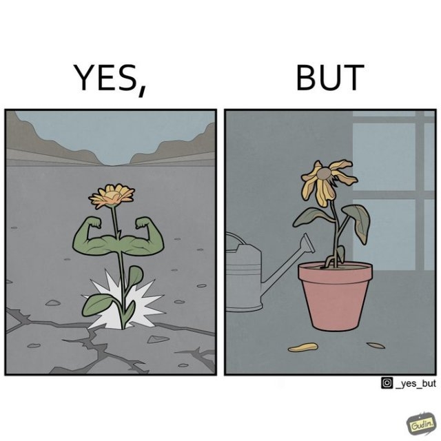 yesbut3_023