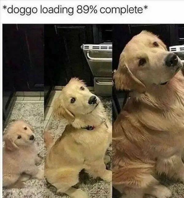 funnyanimals136_035