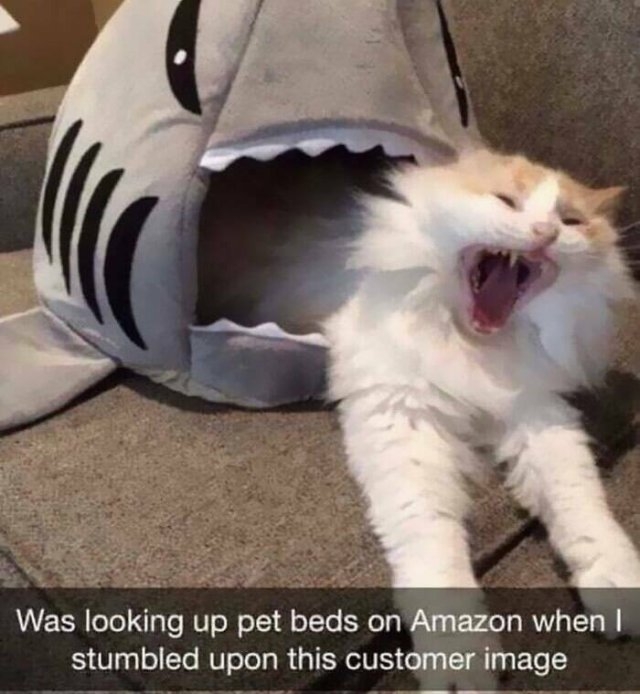 funnyanimals137_022