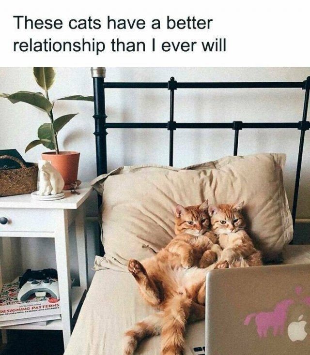 funnyanimals137_040