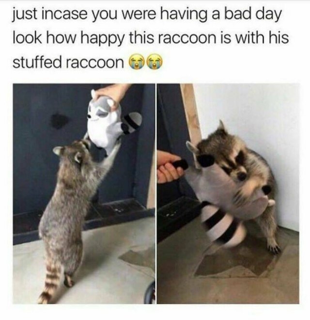 funnyanimals138_003