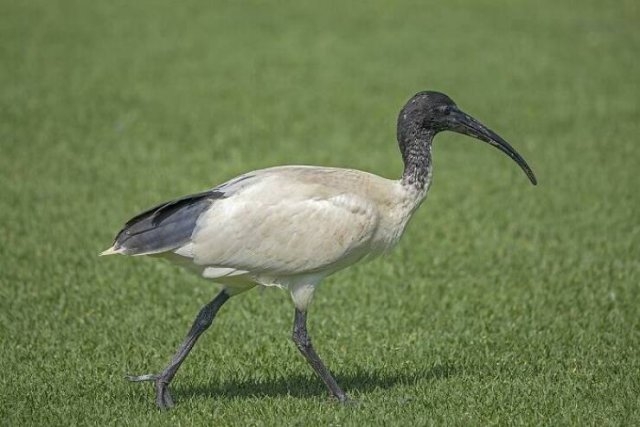 interestingfacts88_017