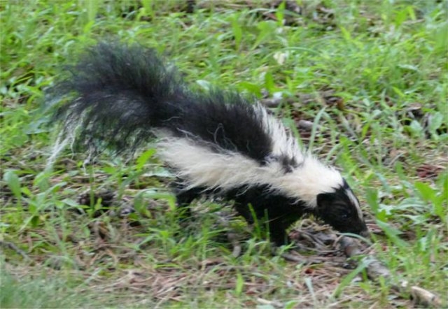 interestingfacts90_008