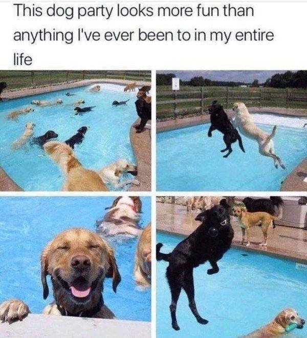 funnyanimals143_027