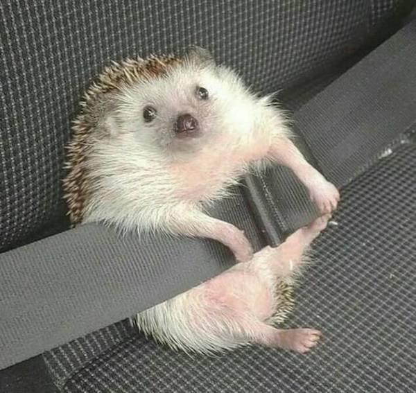 funnyanimals147_004