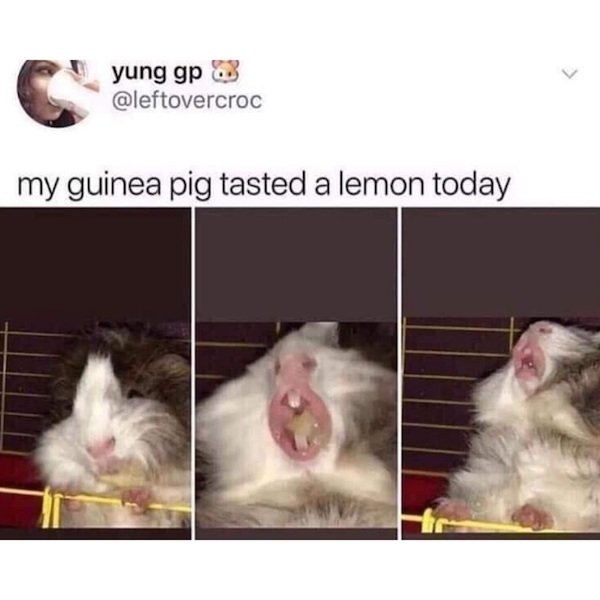 funnyanimals147_005