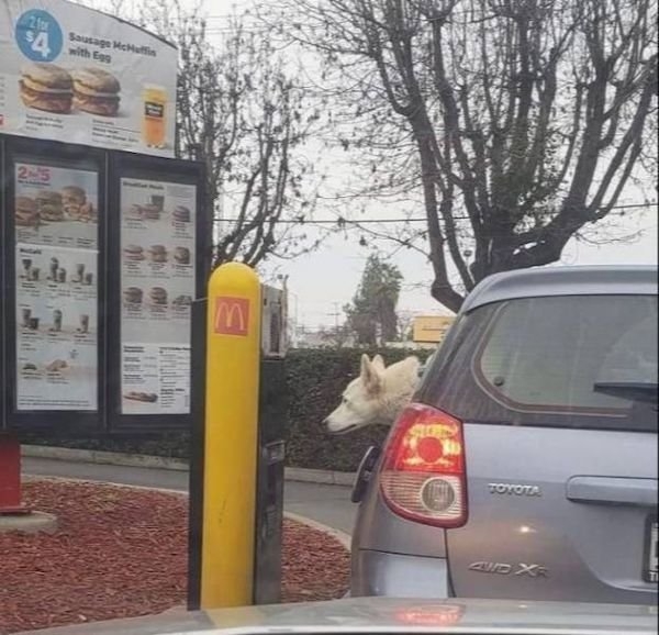 funnyanimals147_008