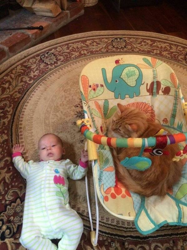 funnyanimals147_009