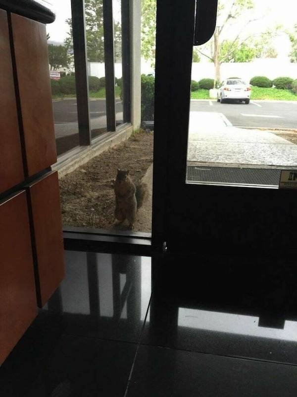 funnyanimals147_011