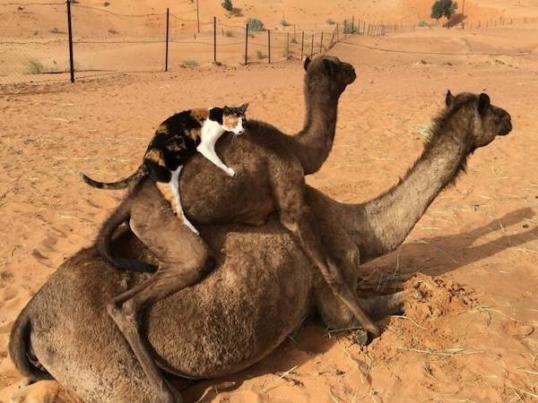 funnyanimals147_014