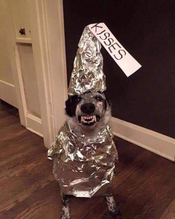 funnyanimals147_015