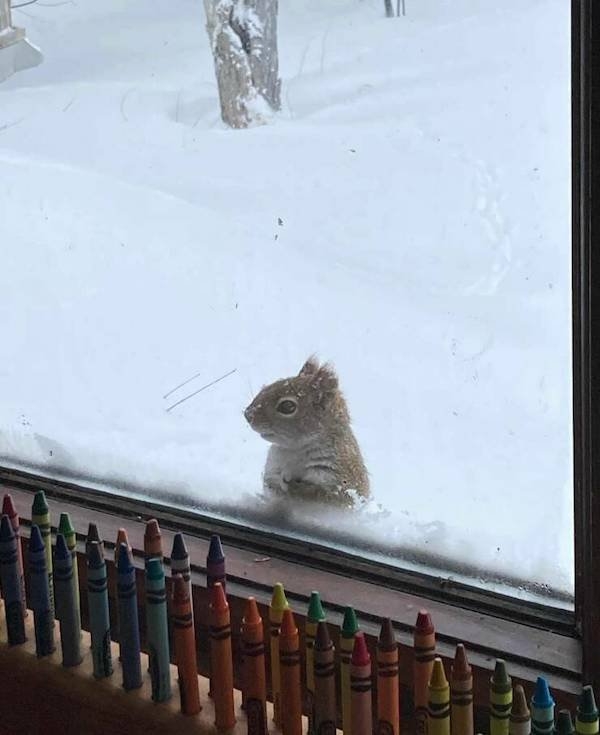 funnyanimals147_016