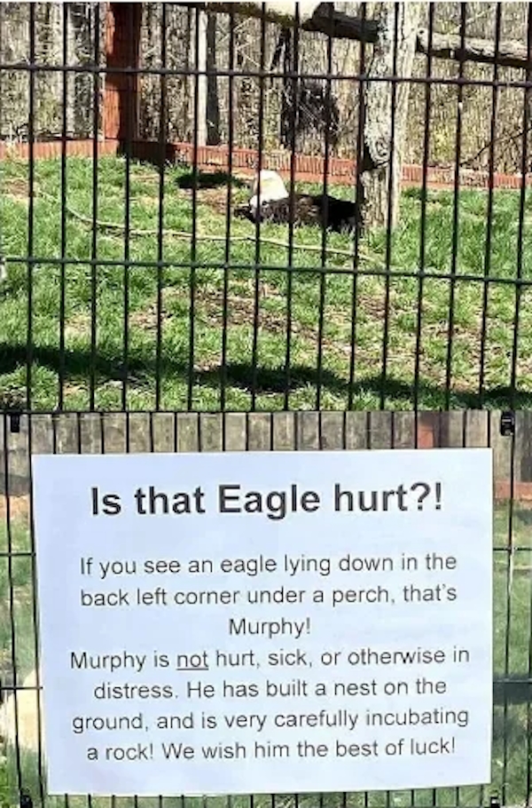 funnyanimals147_017