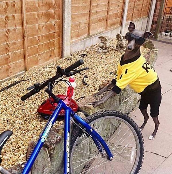 funnyanimals147_019