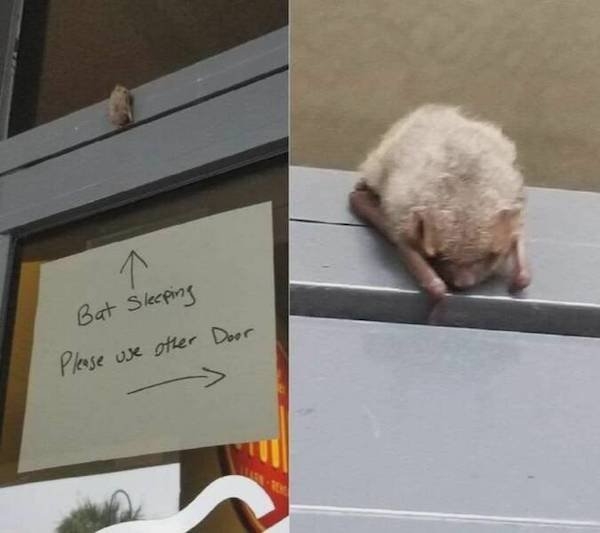 funnyanimals147_020