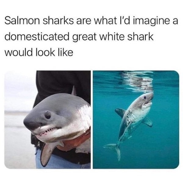 funnyanimals147_022