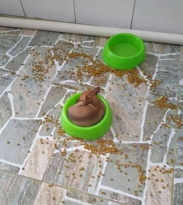 funnyanimals147_023