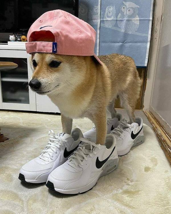 funnyanimals147_024