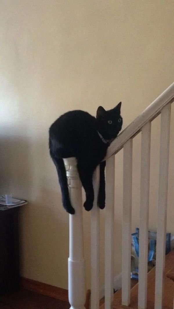 funnyanimals147_025