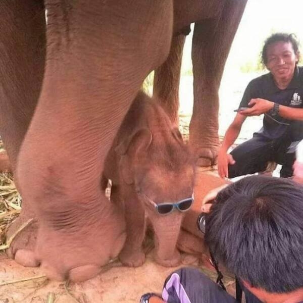 funnyanimals147_026