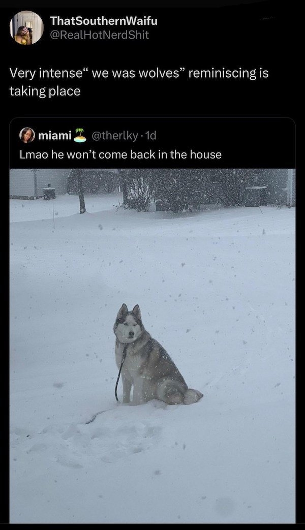 funnyanimals147_029