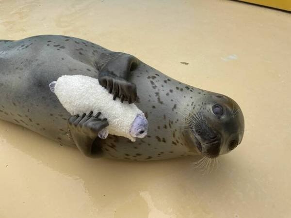 funnyanimals147_031