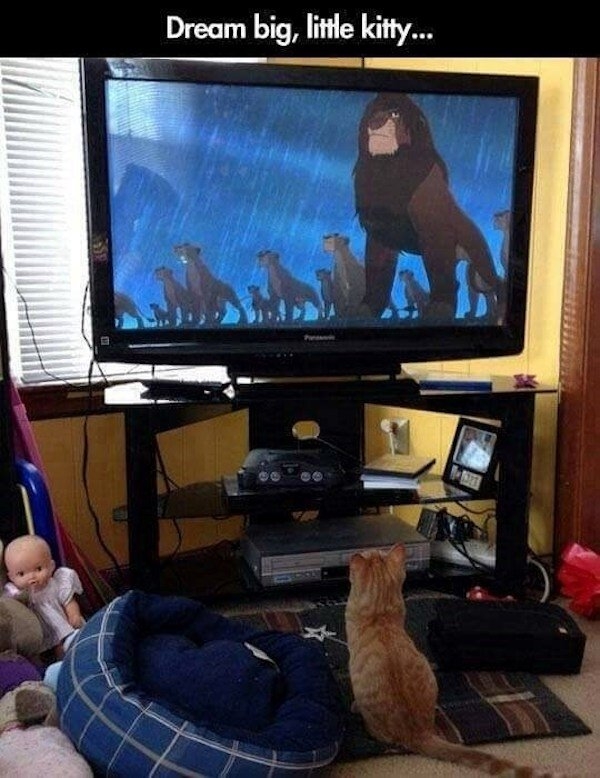 funnyanimals147_034