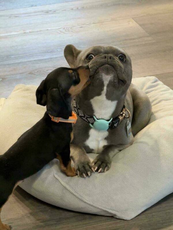 funnyanimals147_035