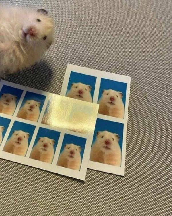 funnyanimals147_039