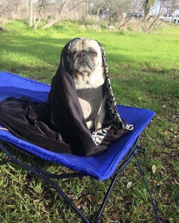 funnyanimals147_040